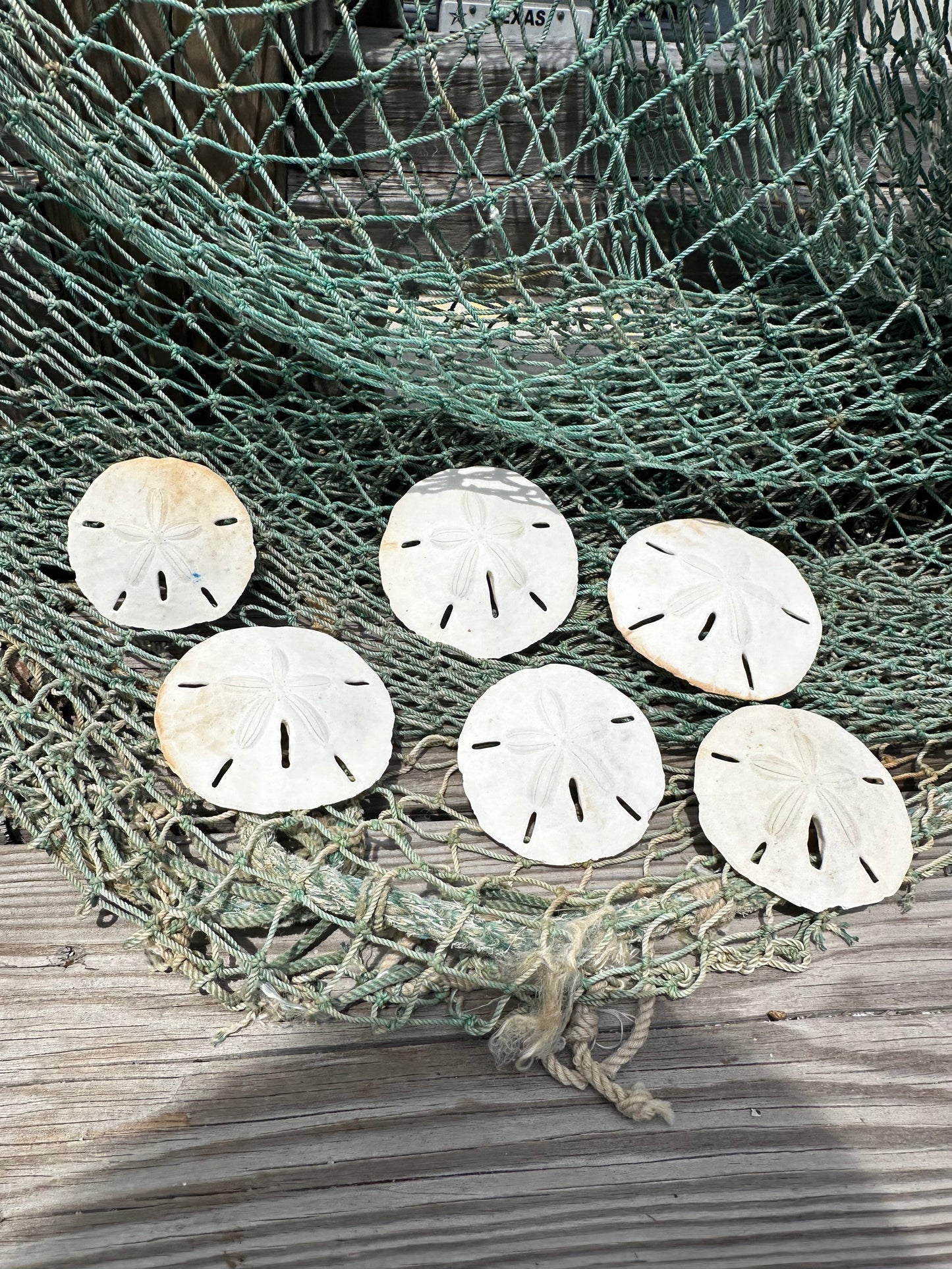 Loose White Sand Dollar Shells *Unbleached*