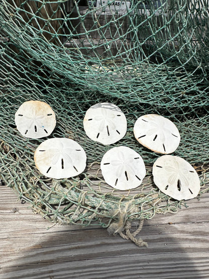 Loose White Sand Dollar Shells *Unbleached*