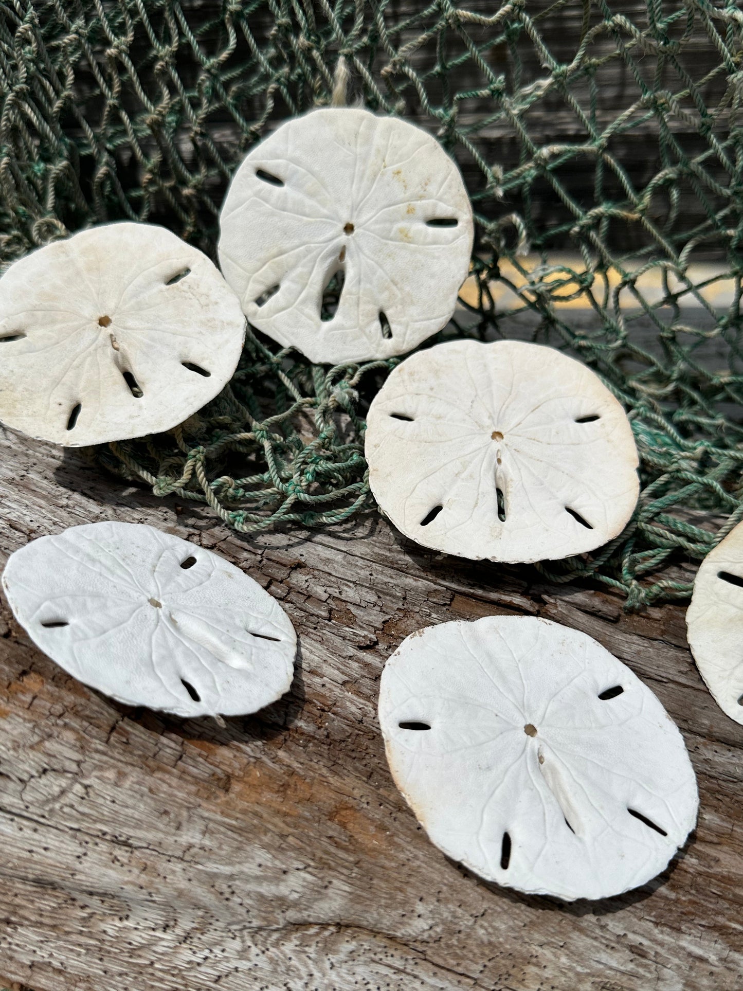 Loose White Sand Dollar Shells *Unbleached*