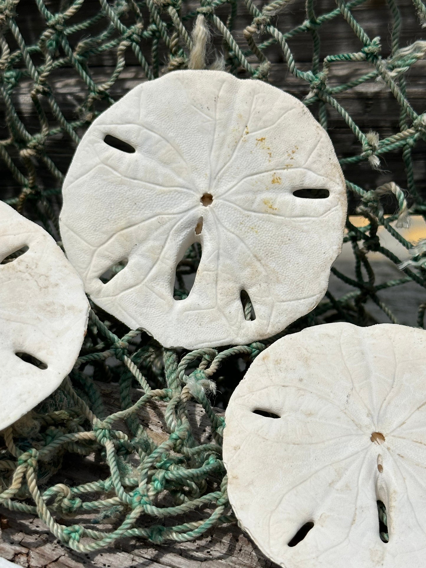Loose White Sand Dollar Shells *Unbleached*