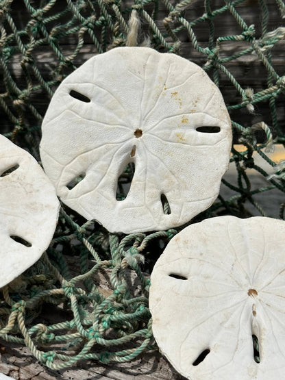 Loose White Sand Dollar Shells *Unbleached*