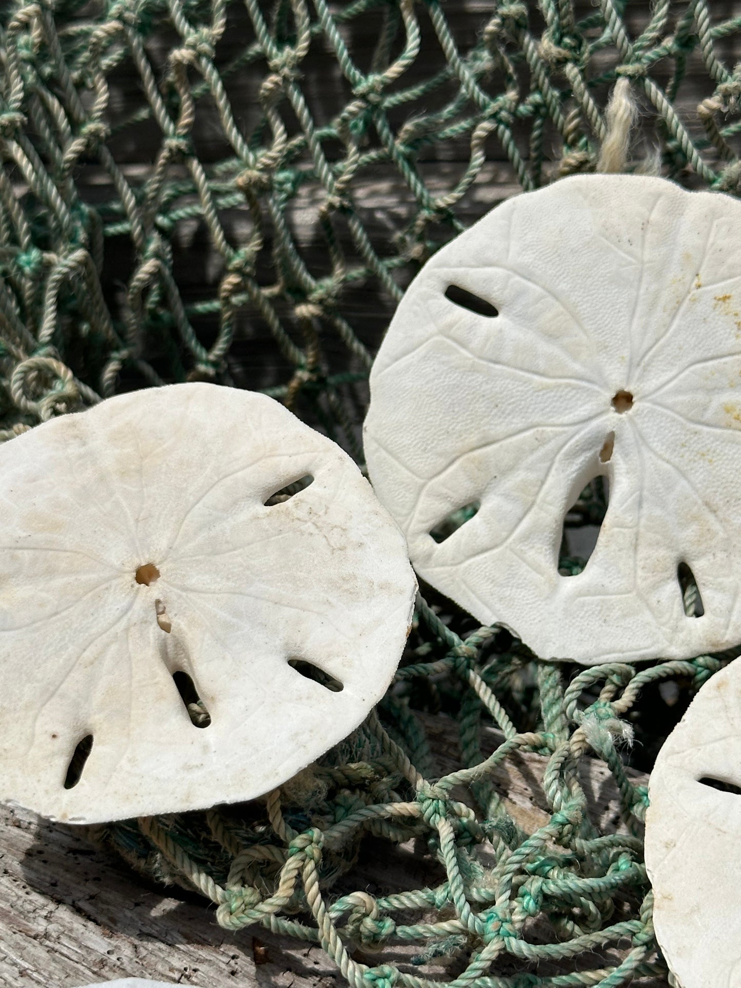 Loose White Sand Dollar Shells *Unbleached*