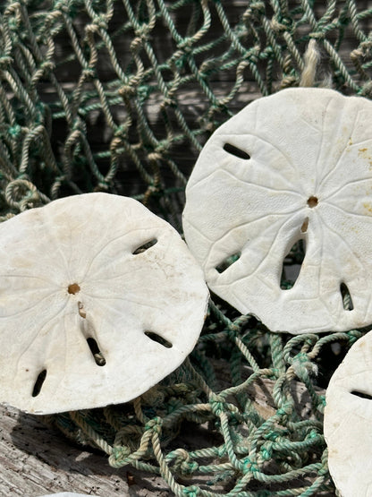 Loose White Sand Dollar Shells *Unbleached*