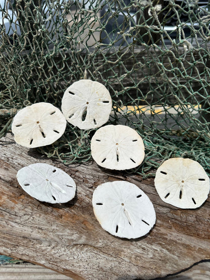 Loose White Sand Dollar Shells *Unbleached*