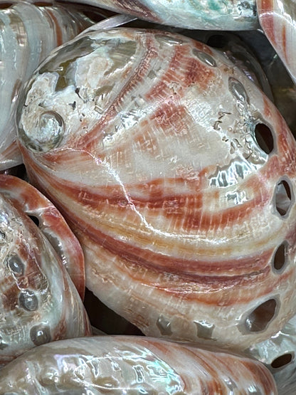 Polished Red Abalone Shell 3"-5" Haliotis rufescens