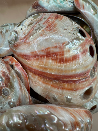 Polished Red Abalone Shell 3"-5" Haliotis rufescens