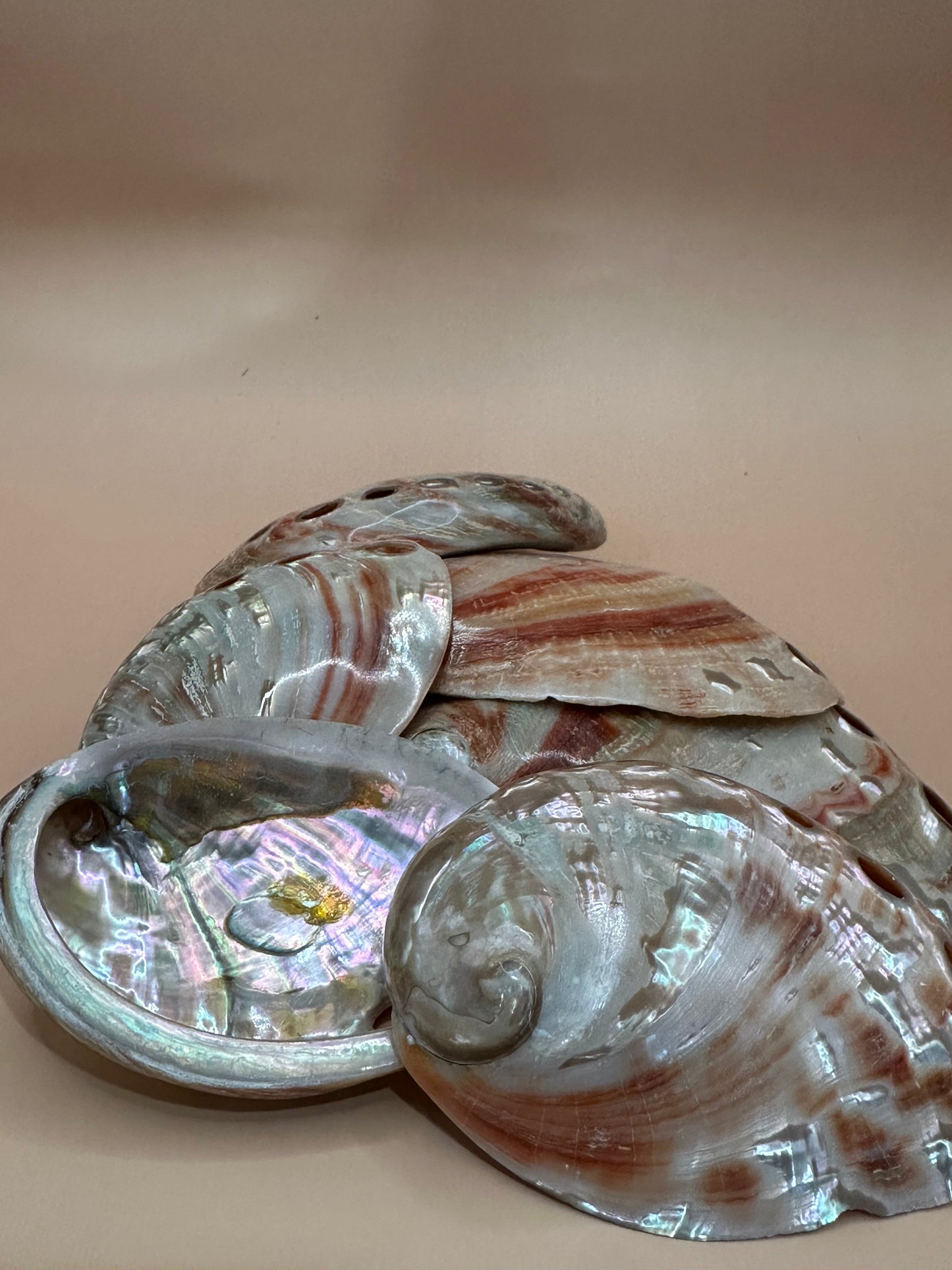 Polished Red Abalone Shell 3"-5" Haliotis rufescens
