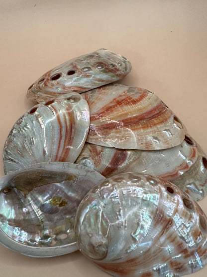 Polished Red Abalone Shell 3"-5" Haliotis rufescens