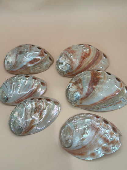 Polished Red Abalone Shell 3"-5" Haliotis rufescens
