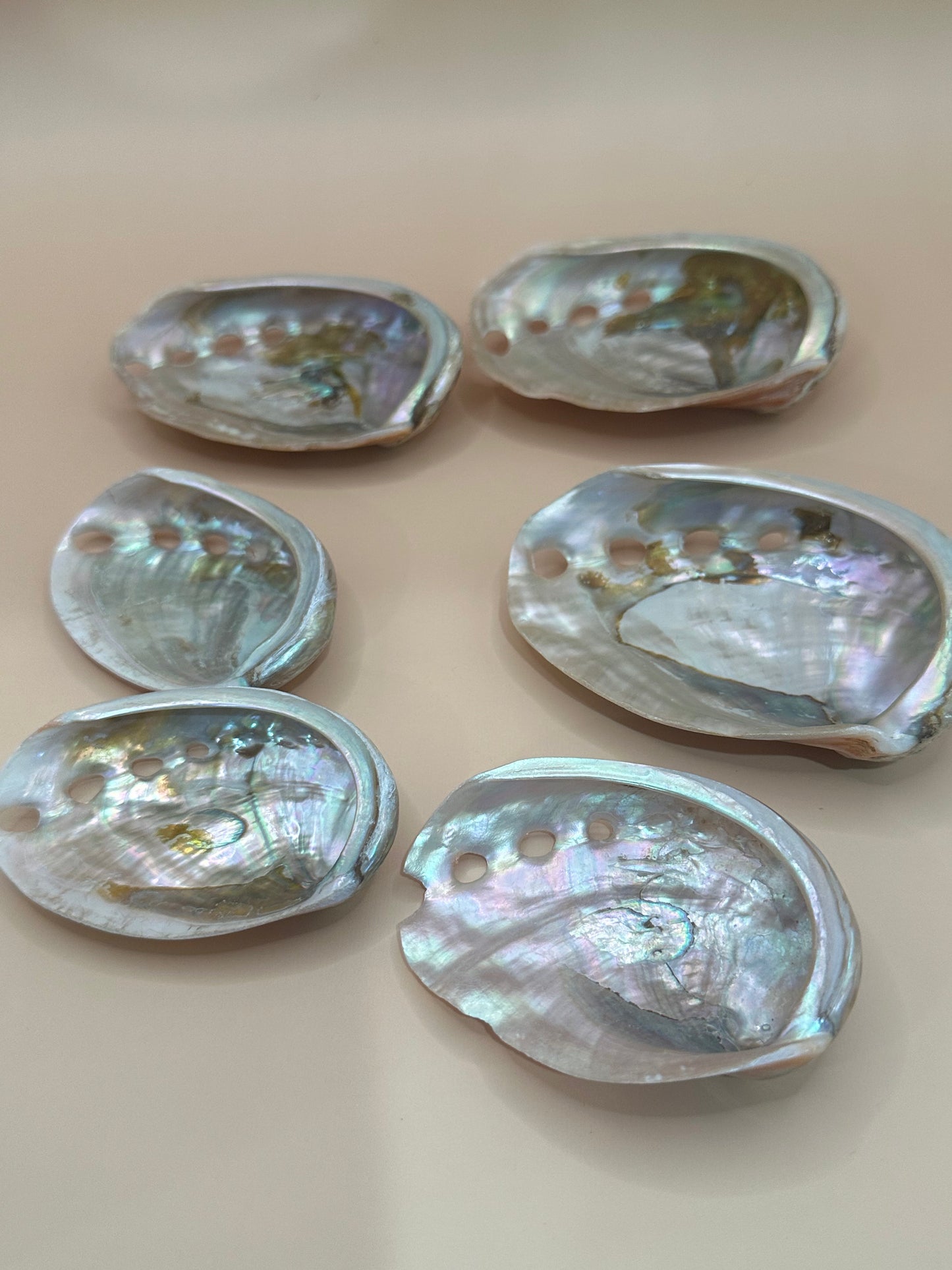 Polished Red Abalone Shell 3"-5" Haliotis rufescens
