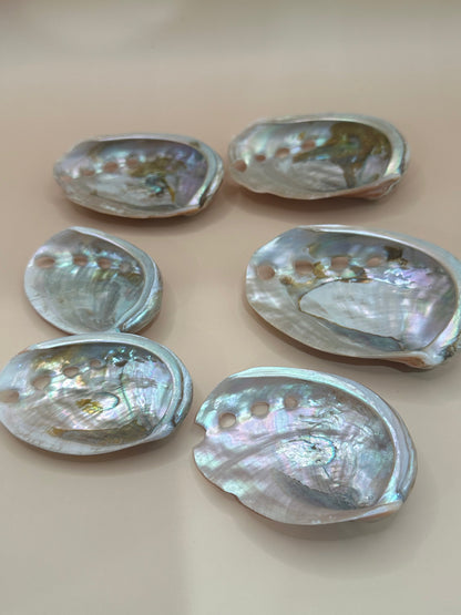 Polished Red Abalone Shell 3"-5" Haliotis rufescens