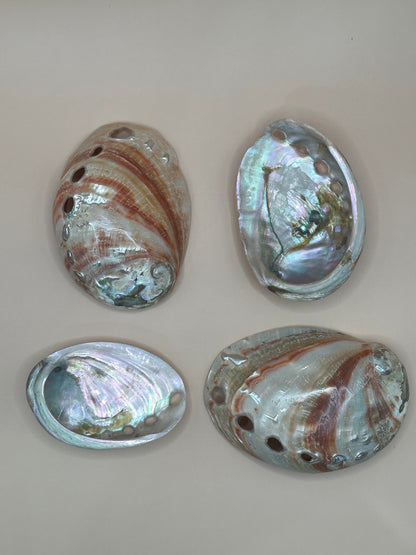Polished Red Abalone Shell 3"-5" Haliotis rufescens