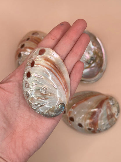 Polished Red Abalone Shell 3"-5" Haliotis rufescens