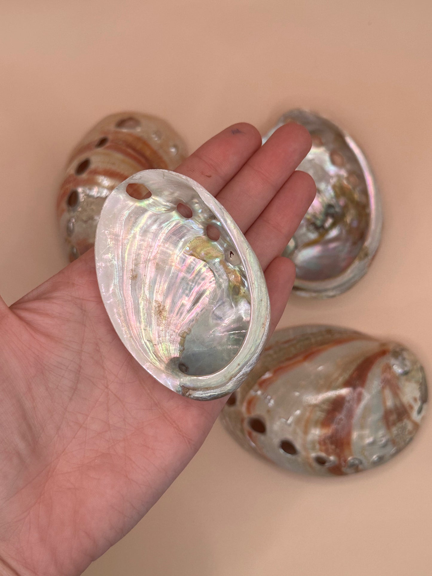 Polished Red Abalone Shell 3"-5" Haliotis rufescens