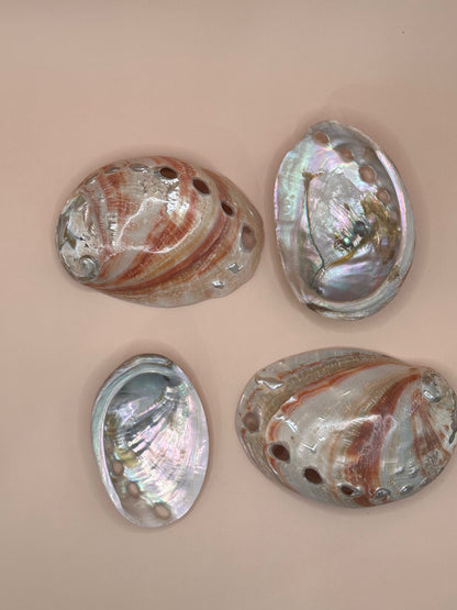Polished Red Abalone Shell 3"-5" Haliotis rufescens