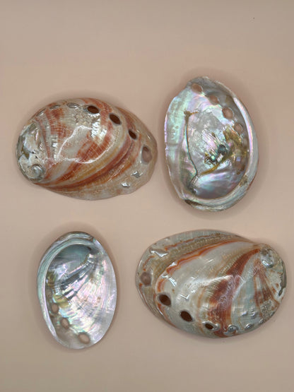 Polished Red Abalone Shell 3"-5" Haliotis rufescens