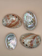 Polished Red Abalone Shell 3"-5" Haliotis rufescens