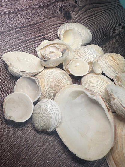 Assorted Cockles & Clams