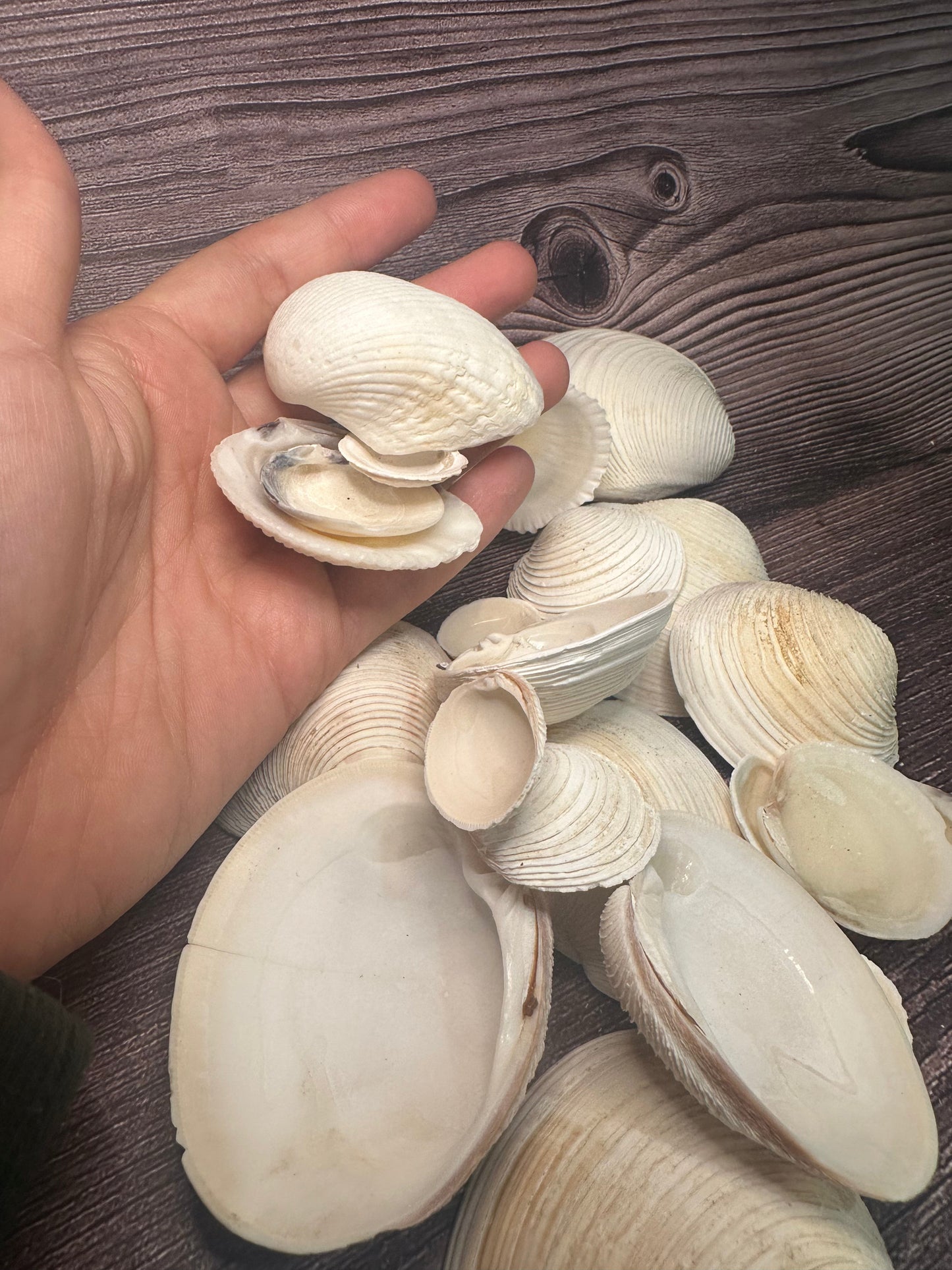 Assorted Cockles & Clams