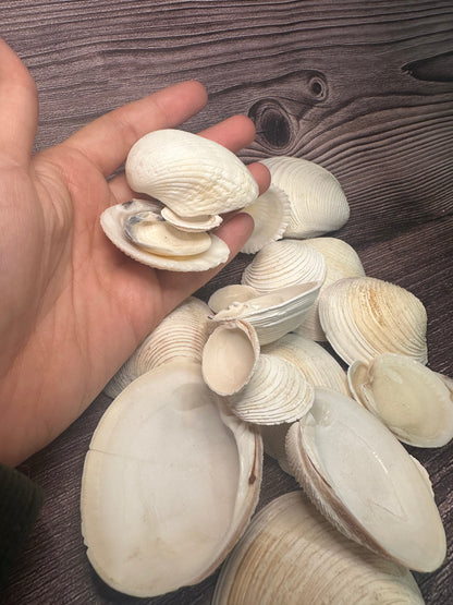 Assorted Cockles & Clams