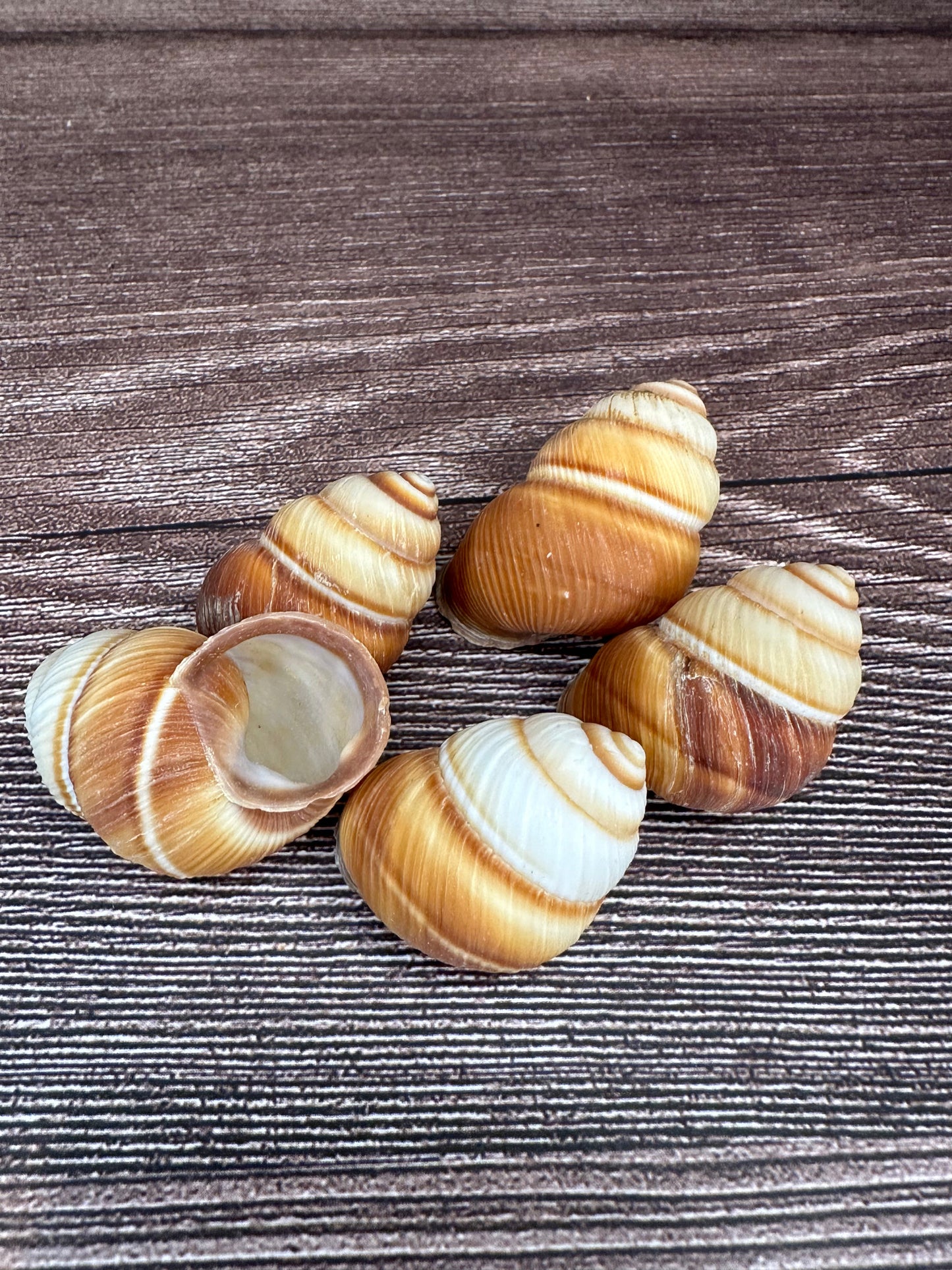 Phoenucobius aratus Land Snail – Natural Shell from the Philippines