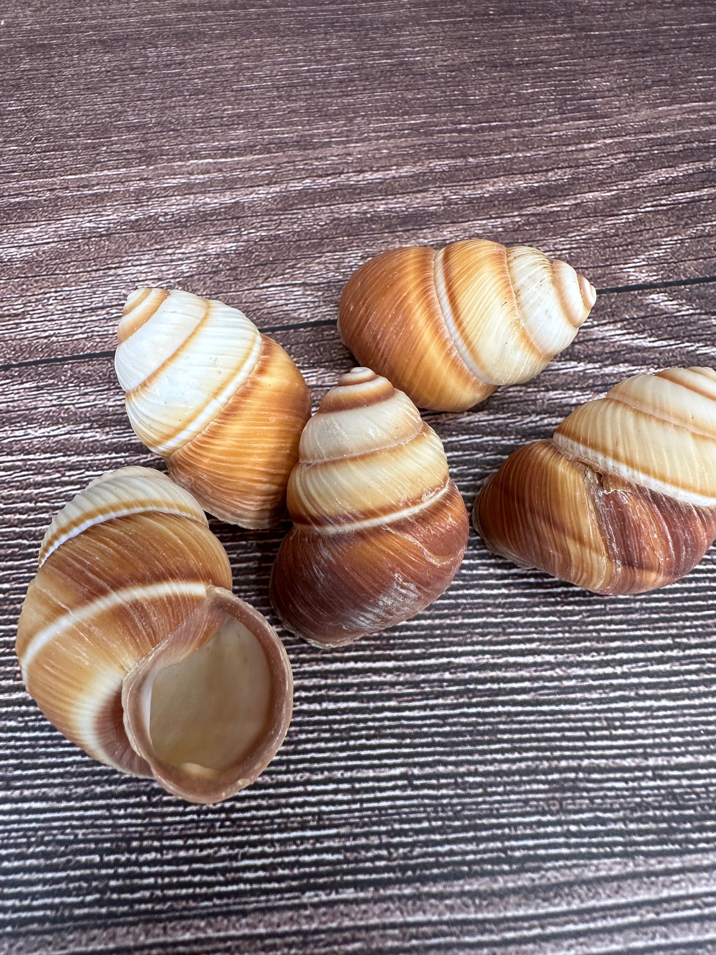 Phoenucobius aratus Land Snail – Natural Shell from the Philippines