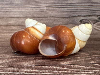 Helicostyla faunus Land Snail