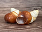 Helicostyla faunus Land Snail