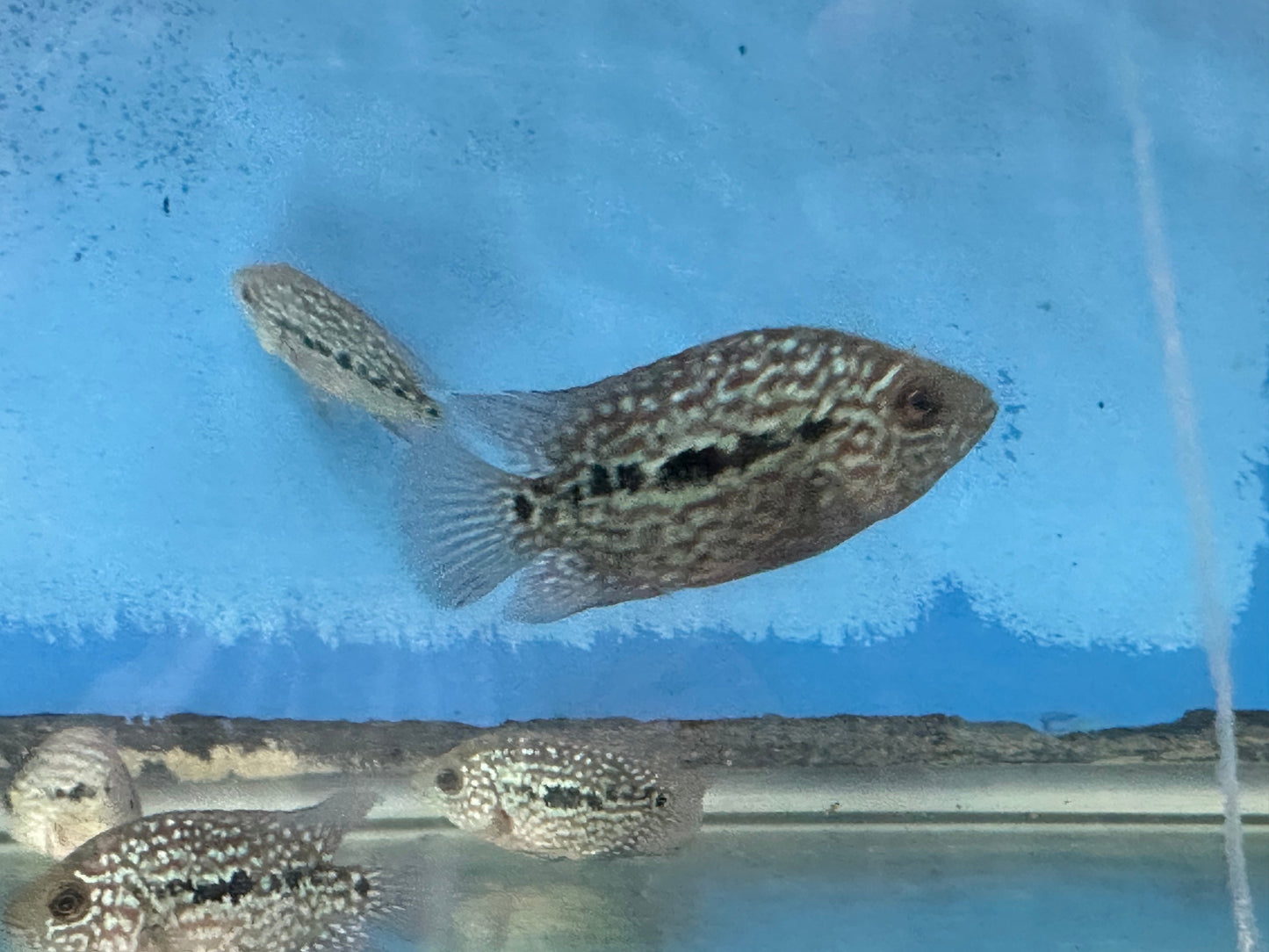 Red Texas Cichlid 3”