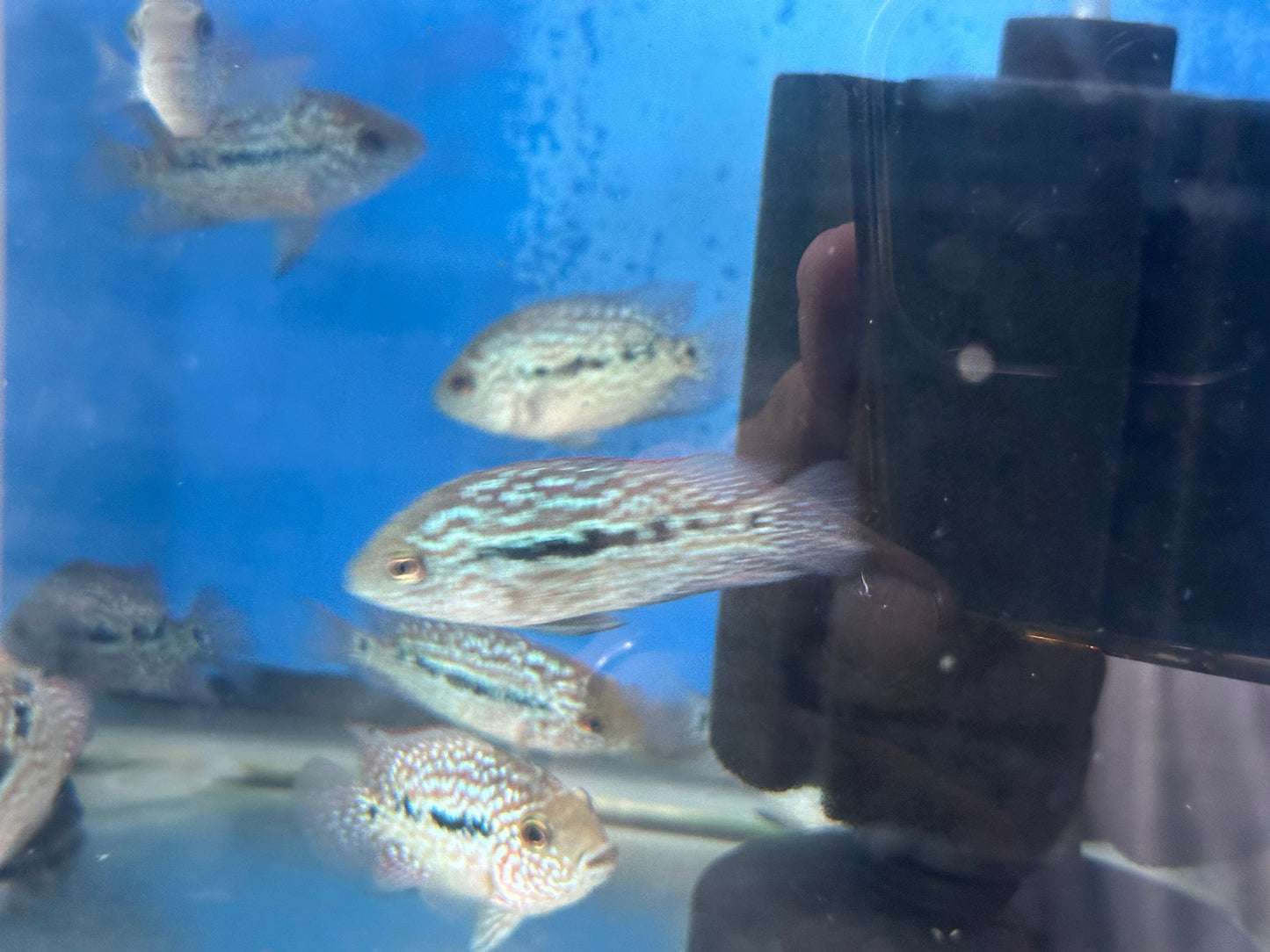 Red Texas Cichlid 3”