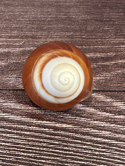 Helicostyla faunus Land Snail