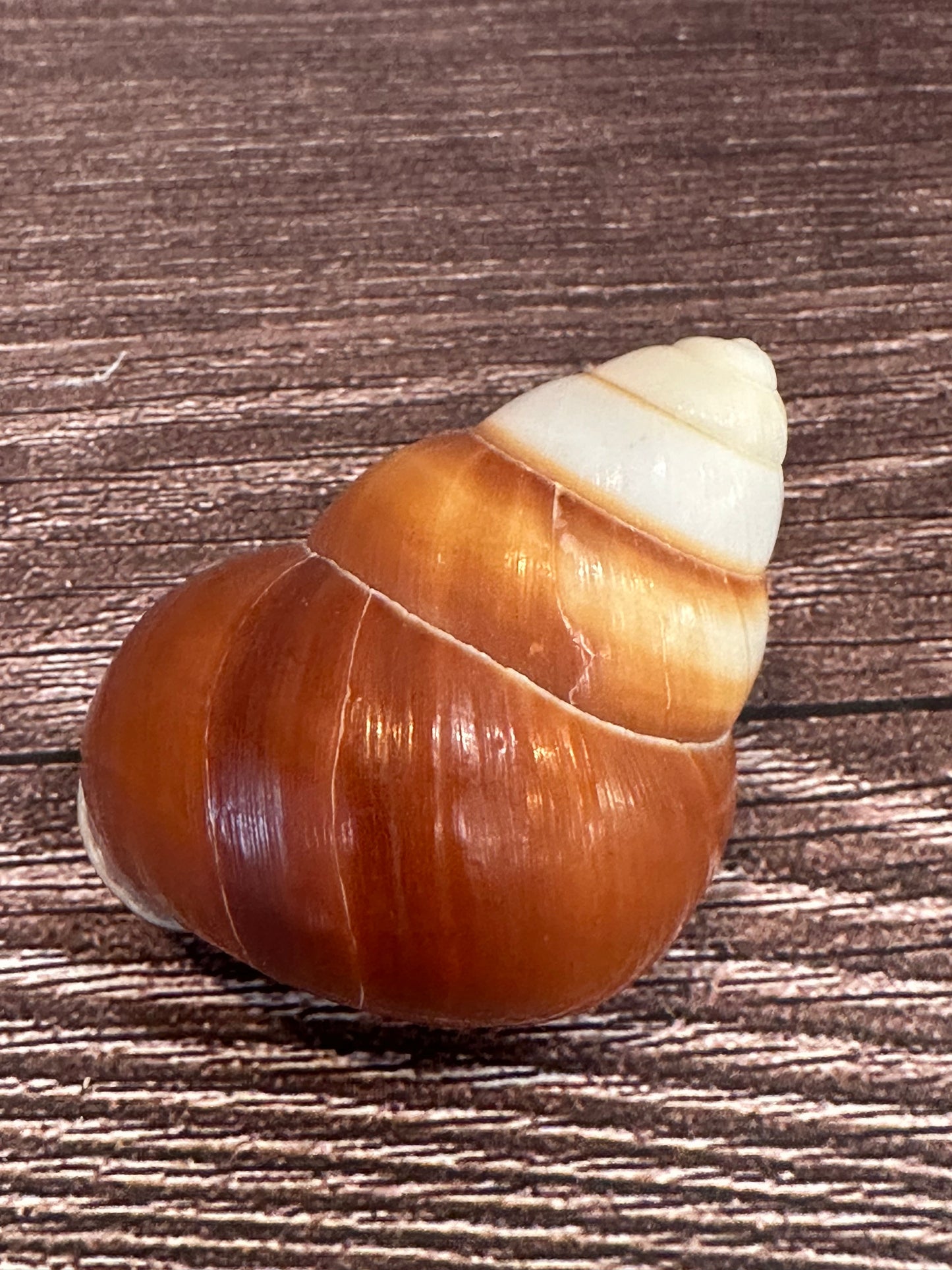 Helicostyla faunus Land Snail