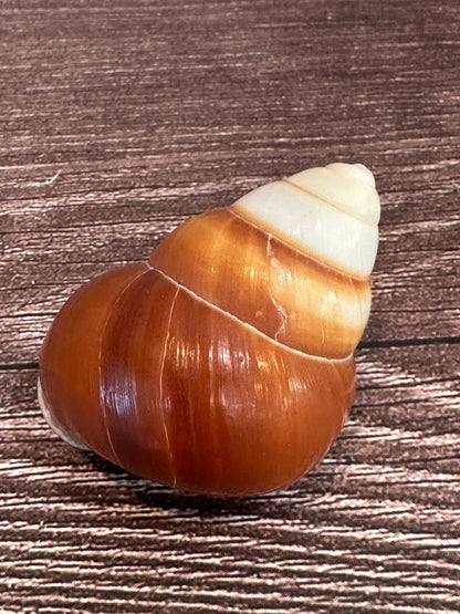 Helicostyla faunus Land Snail