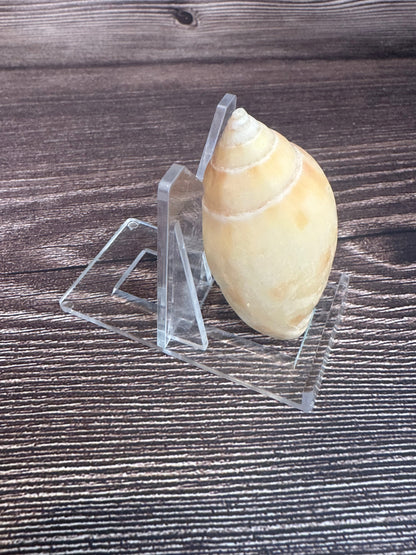 Sclater's Volute – Amoria undulata sclateri (2.4") – Damaged