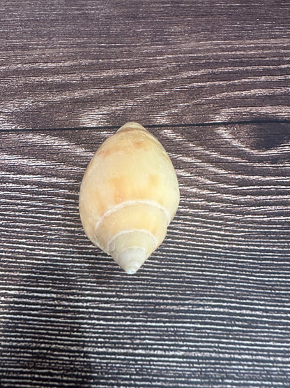 Sclater's Volute – Amoria undulata sclateri (2.4") – Damaged