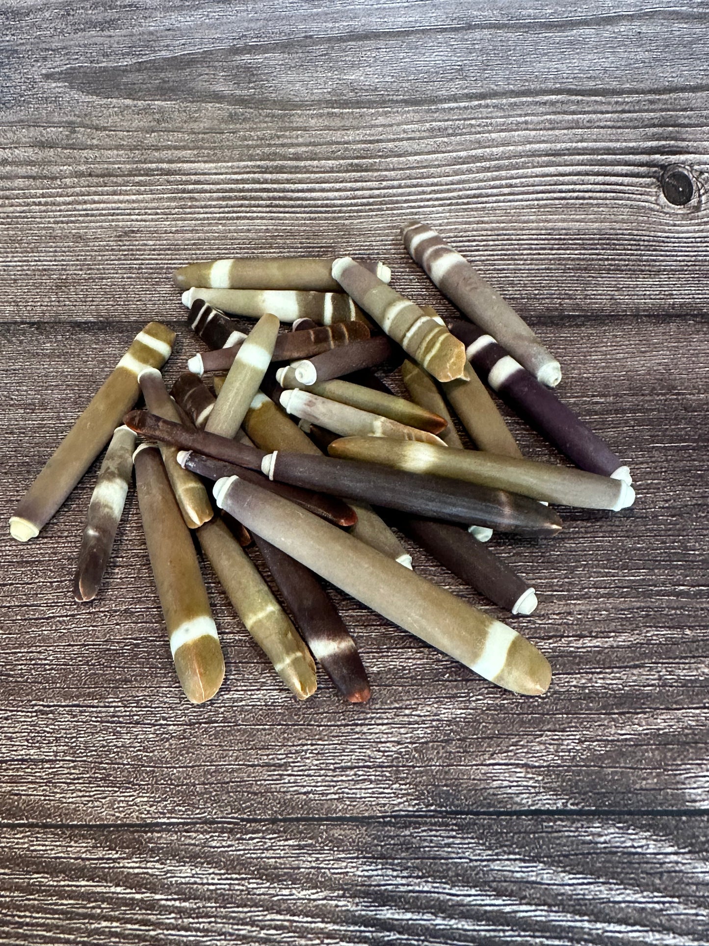 Grade A Pencil Sea Urchin Spines