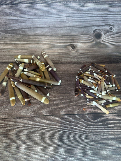 Grade A Pencil Sea Urchin Spines