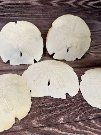 Loose Arrowhead Sand Dollar *Dirty*