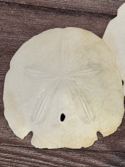 Loose Arrowhead Sand Dollar *Dirty*