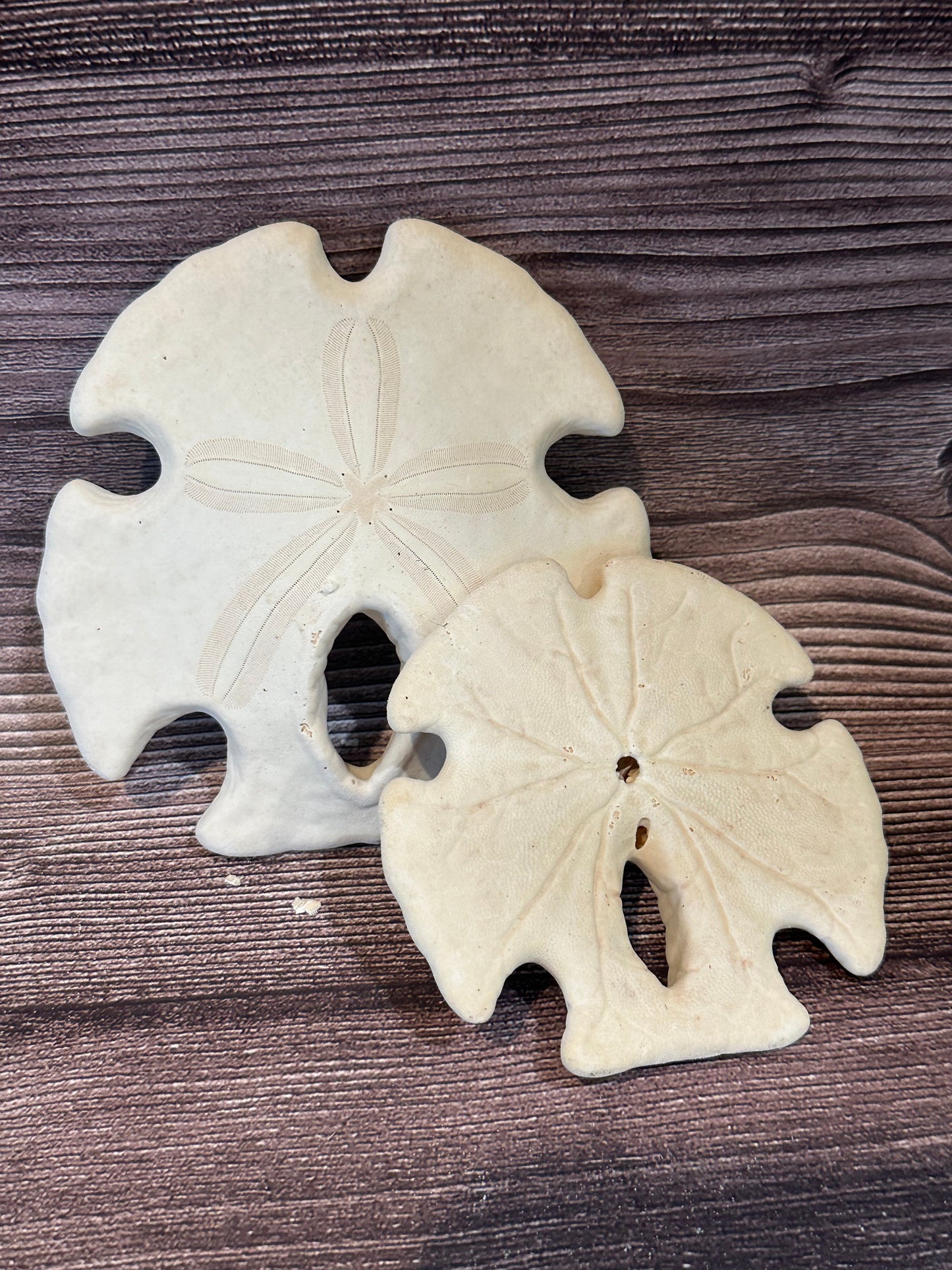 Ivory Mexican Keyhole Sand Dollar