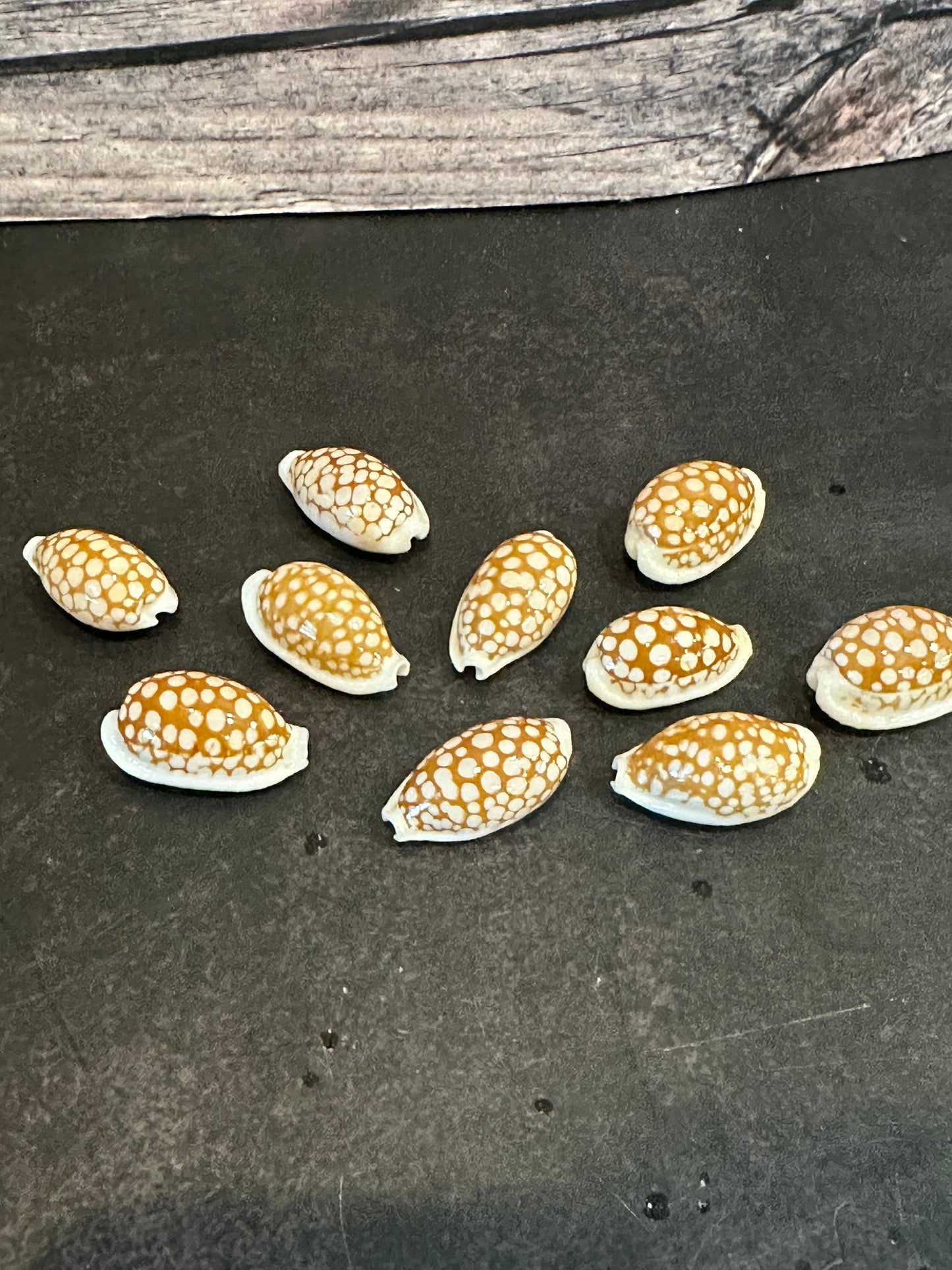 Sieve Cowrie Shells 3/4"+ Cribrarula cribraria