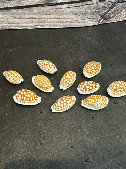 Sieve Cowrie Shells 3/4"+ Cribrarula cribraria