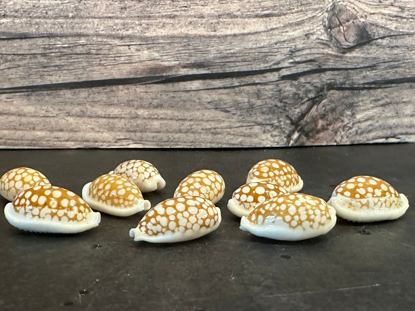 Sieve Cowrie Shells 3/4"+ Cribrarula cribraria
