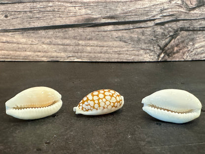 Sieve Cowrie Shells 3/4"+ Cribrarula cribraria