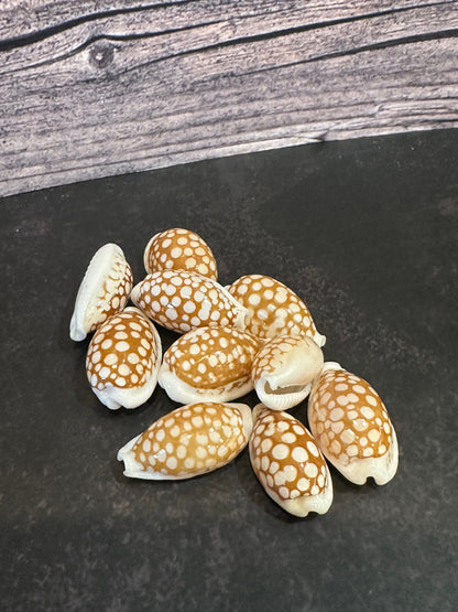 Sieve Cowrie Shells 3/4"+ Cribrarula cribraria