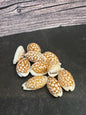 Sieve Cowrie Shells 3/4"+ Cribrarula cribraria