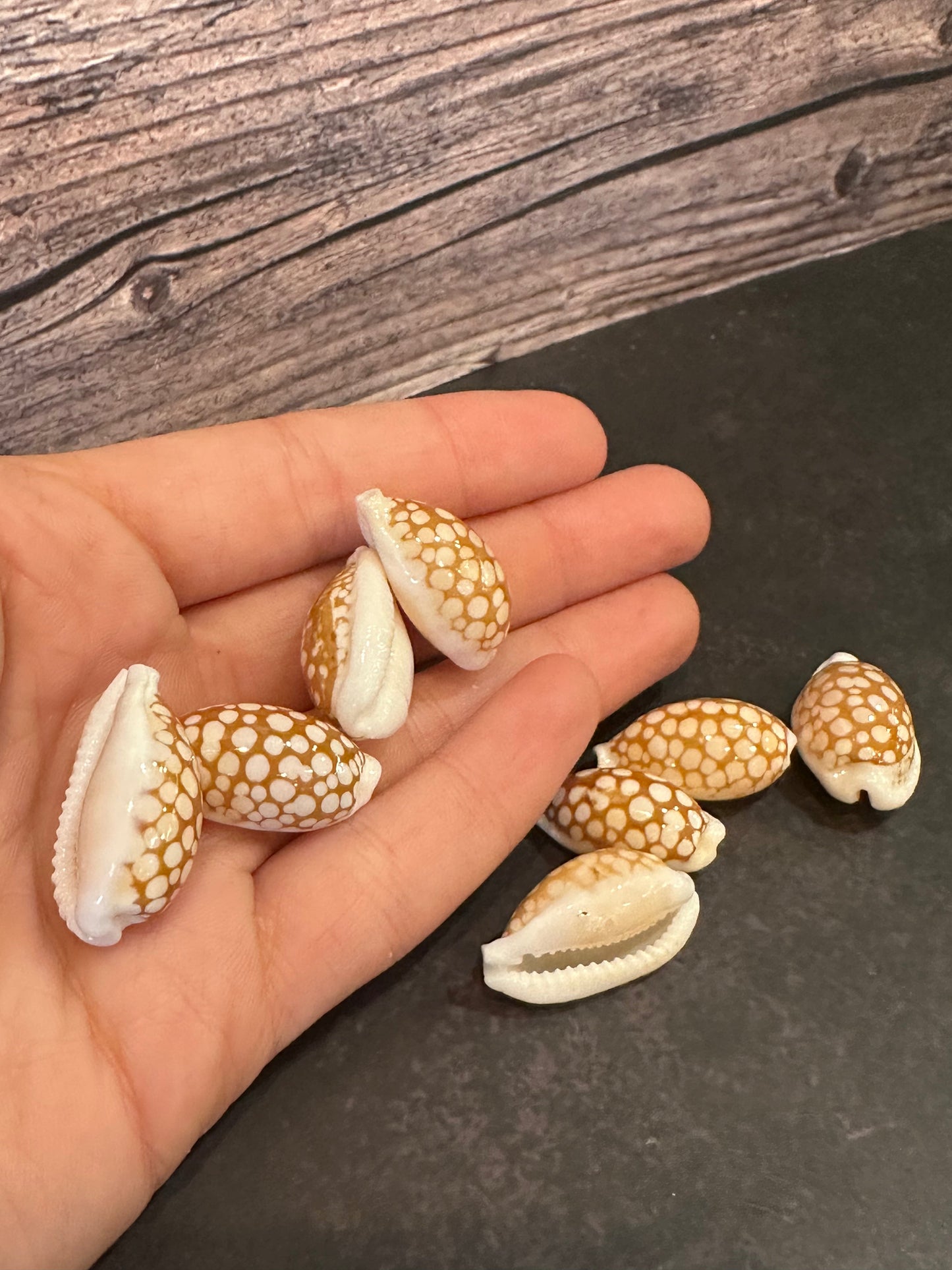 Sieve Cowrie Shells 3/4"+ Cribrarula cribraria