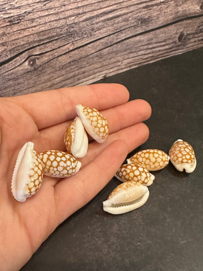 Sieve Cowrie Shells 3/4"+ Cribrarula cribraria