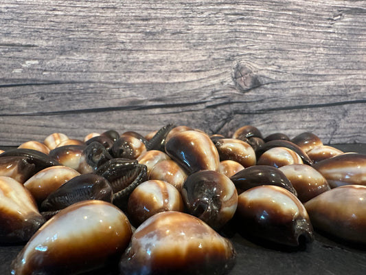 Onyx Cowrie Shells 1" Erronea onyx