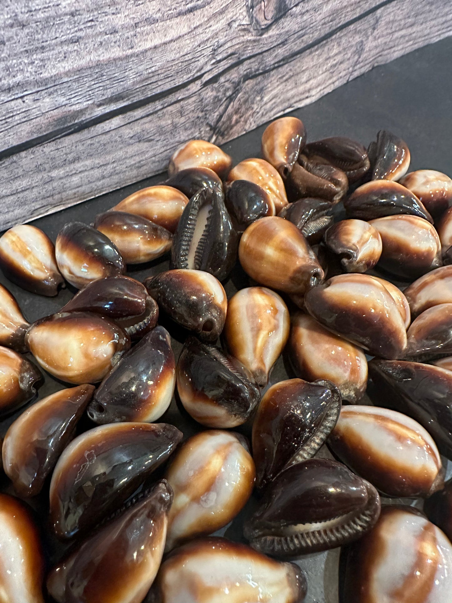 Onyx Cowrie Shells 1" Erronea onyx